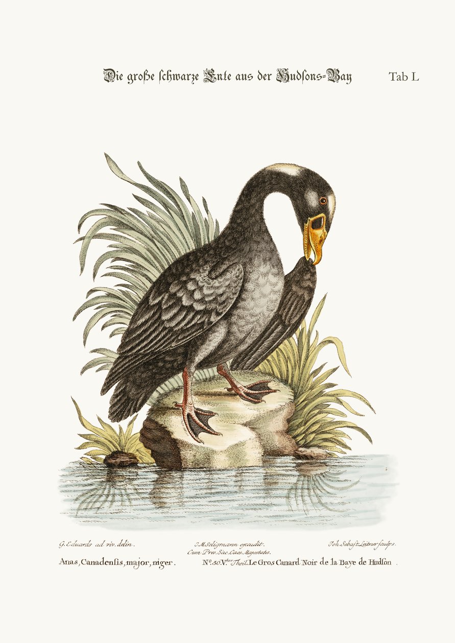 Il Grande Anatra Nera della Baia di Hudson, 1749-73 da George Edwards