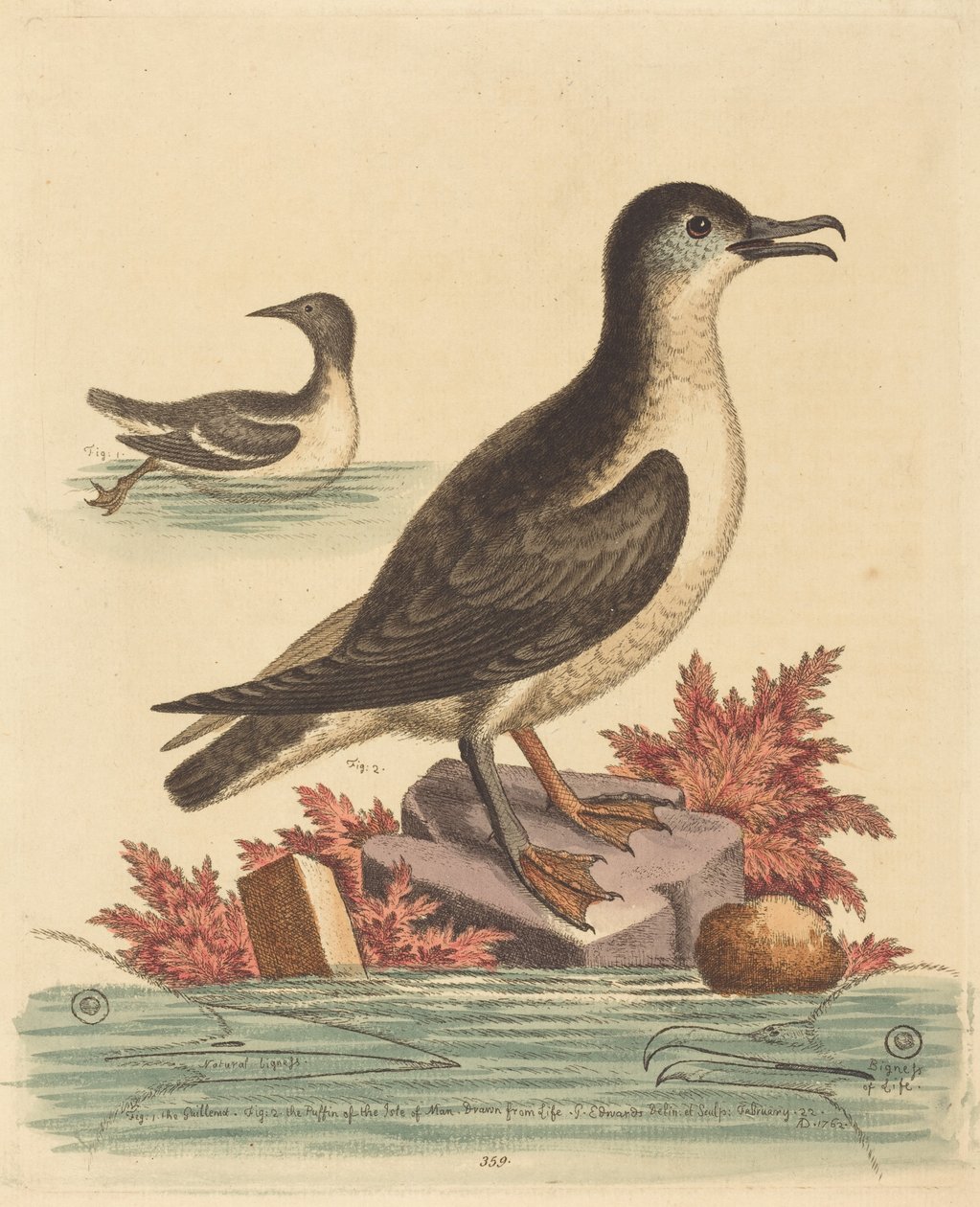 Il guillemot e la pulcinella di mare dell’Isola di Man da George Edwards