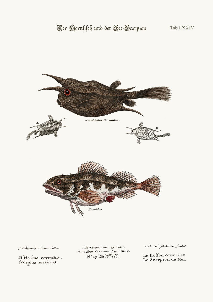 Il pesce cornuto e lo scorpione di mare, 1749-73 da George Edwards