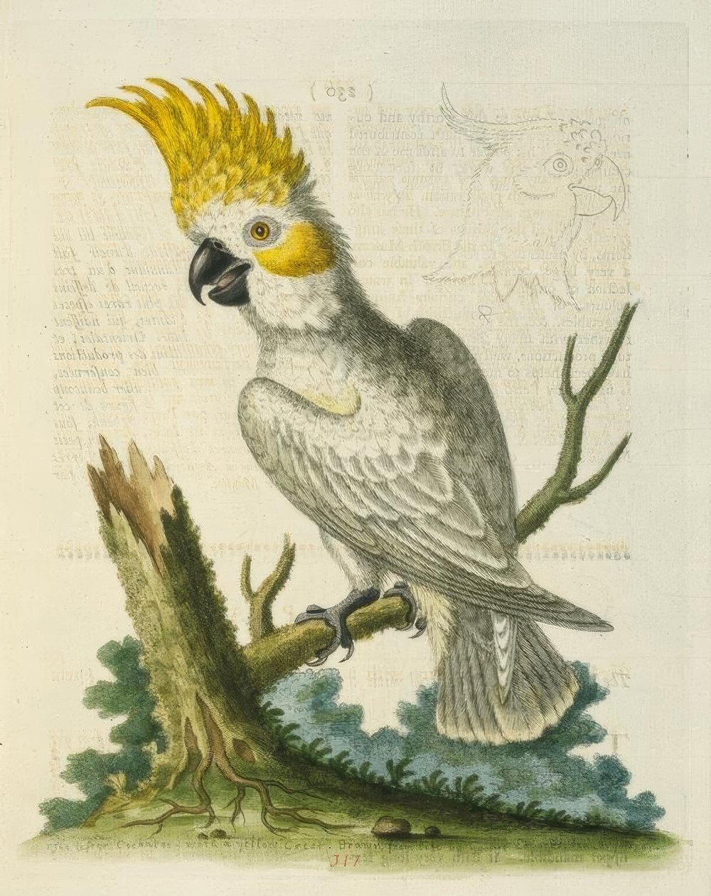 Il piccolo cacatua bianco con cresta gialla da George Edwards