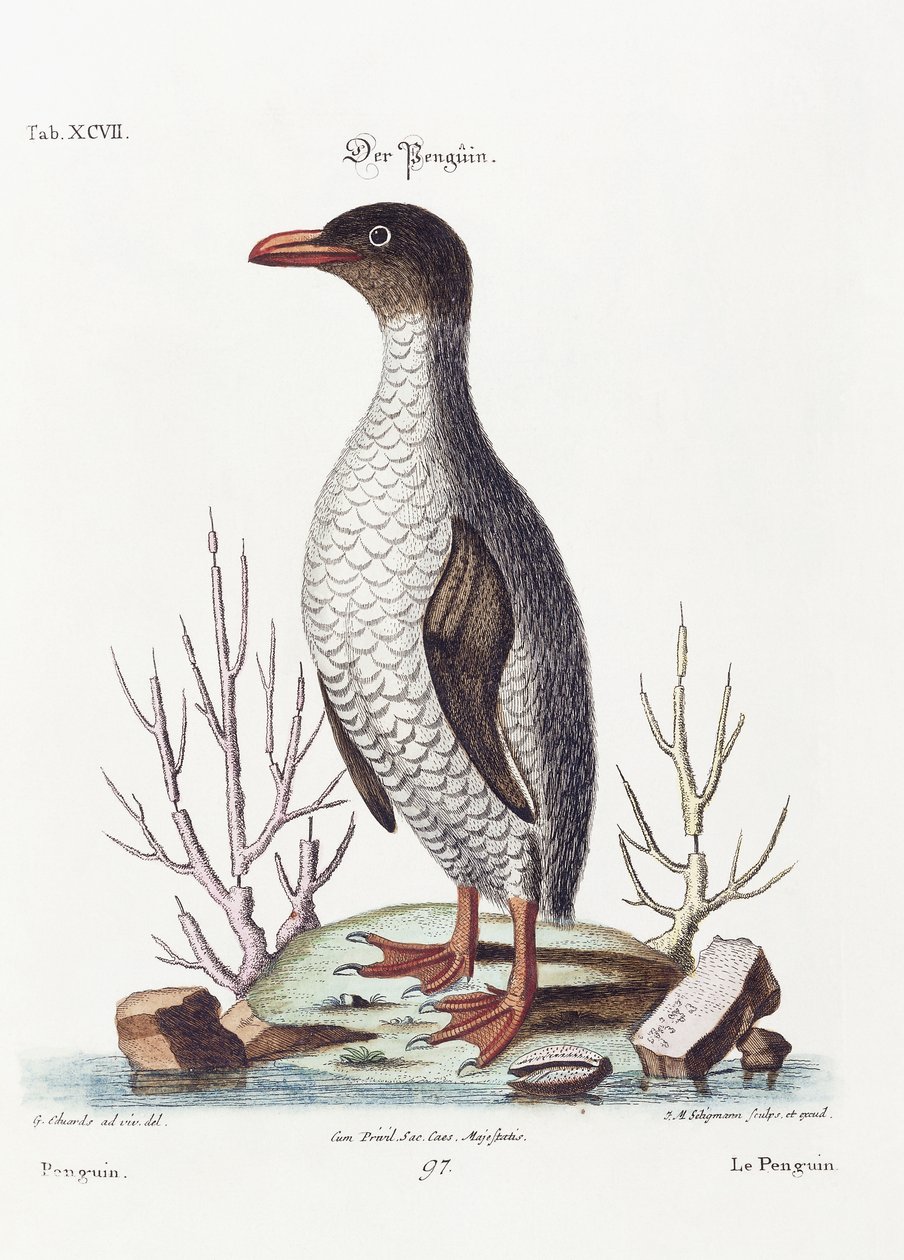 Il pinguino, 1770 da George Edwards