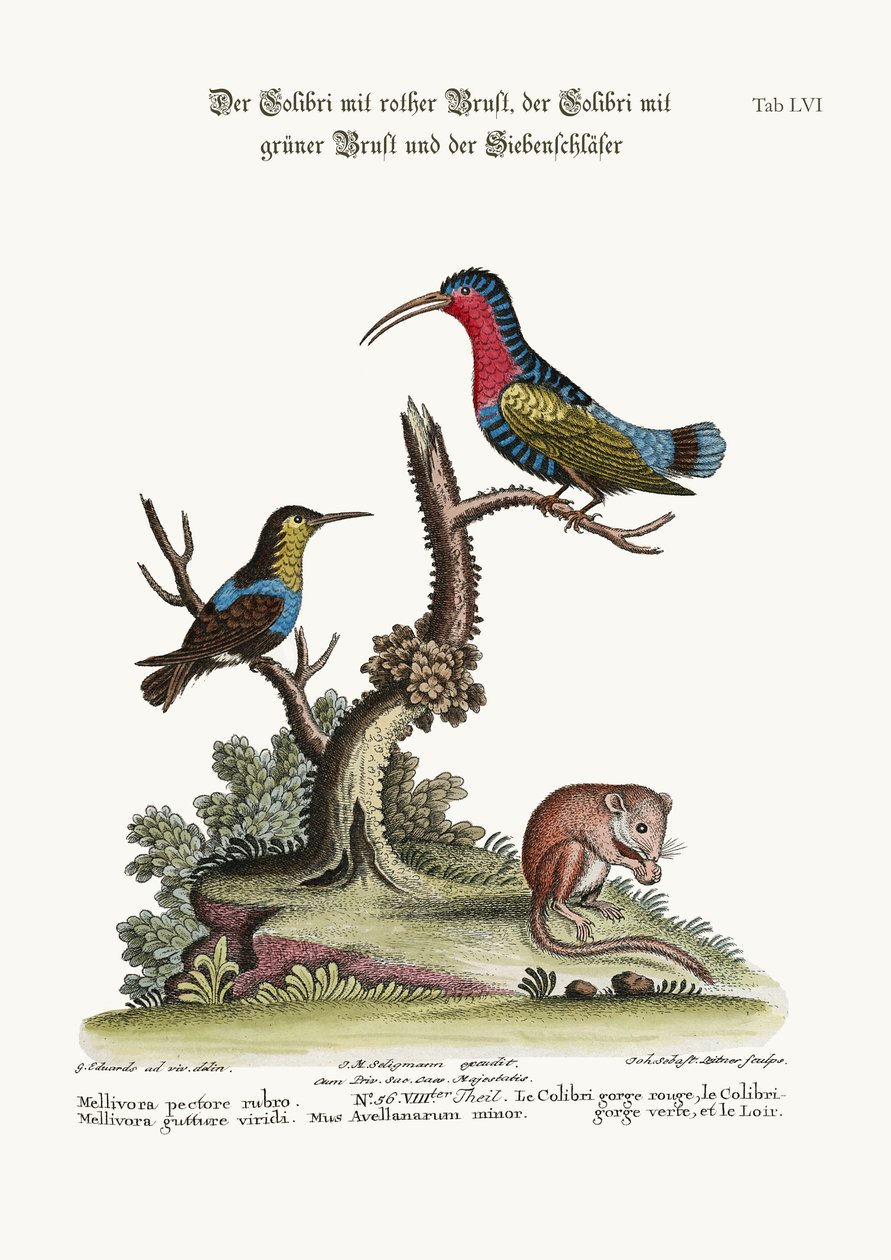 Il Colibrì dal petto rosso, il Colibrì dalla gola verde e il Ghiro da George Edwards