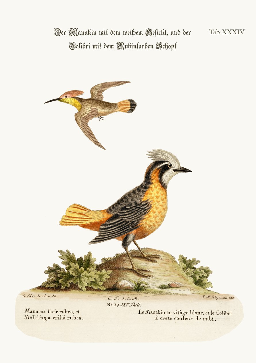 Il Manachino dalla Faccia Bianca e il Colibrì dalla Cresta Rubino, 1749-73 da George Edwards