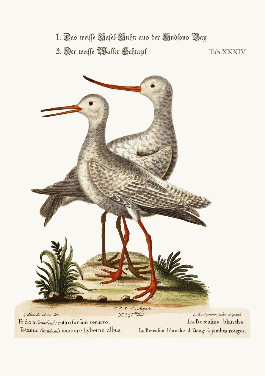 Il Chiurlo bianco della Baia di Hudson. Il Piro-piro bianco o Piro-piro di palude, 1749-73 da George Edwards