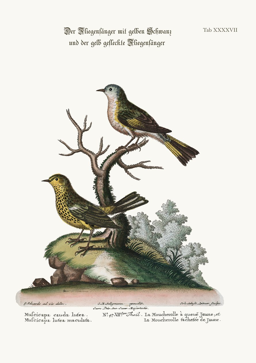 Il pigliamosche dalla coda gialla e il pigliamosche maculato giallo, 1749-73 da George Edwards