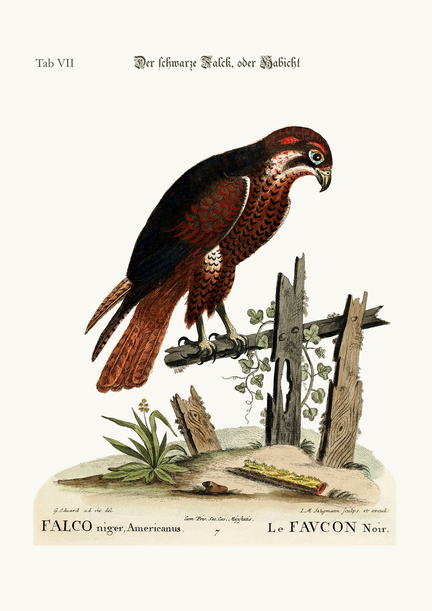 Il falco nero, 1749-73 da George Edwards