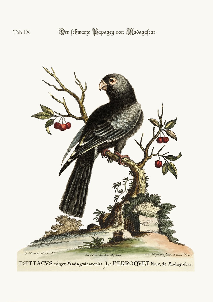 Il pappagallo nero del Madagascar, 1749-73 da George Edwards