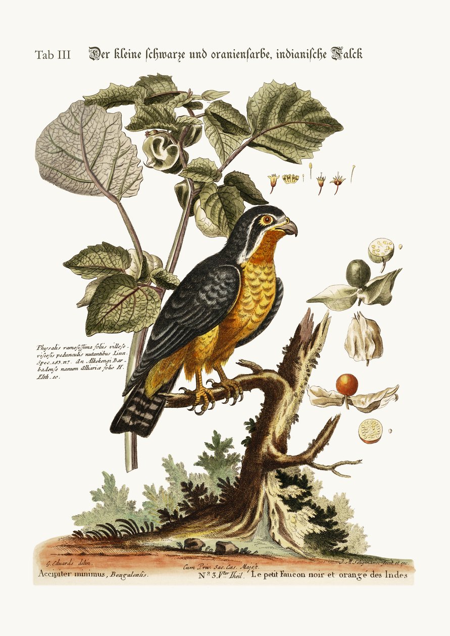 Il piccolo falco indiano nero e arancione, 1749-73 da George Edwards