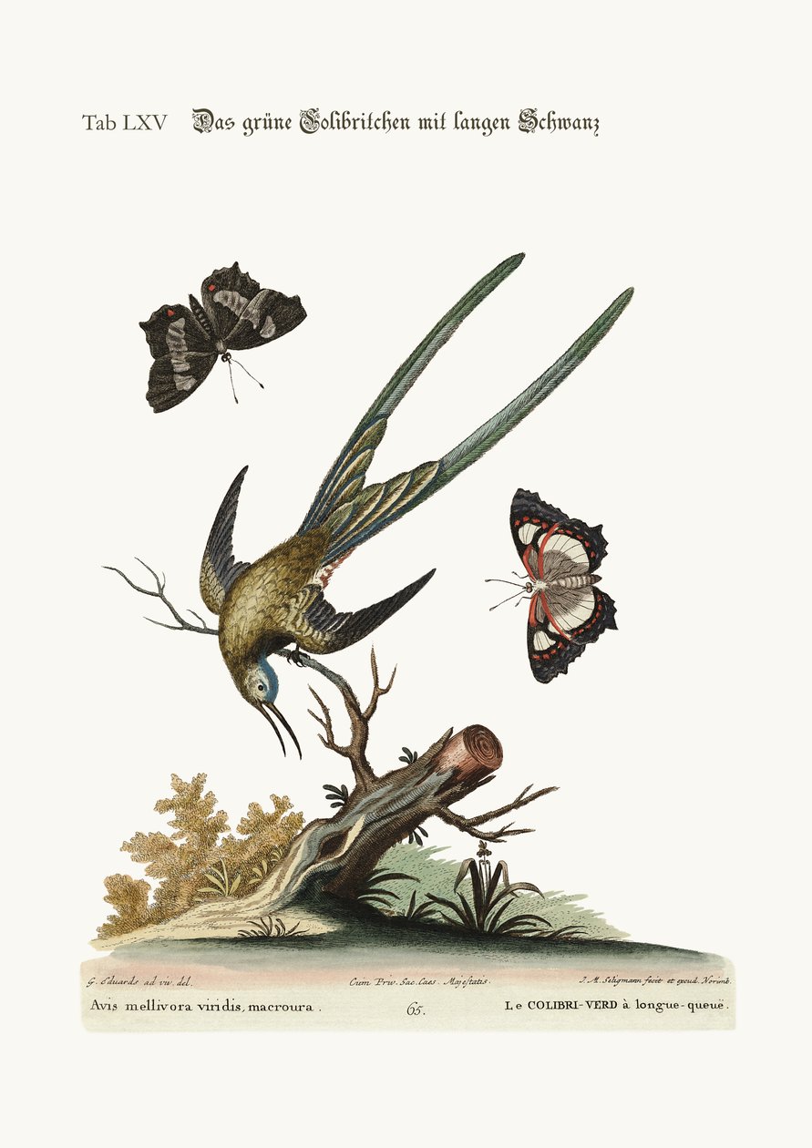 Il colibrì verde dalla lunga coda, 1749-73 da George Edwards