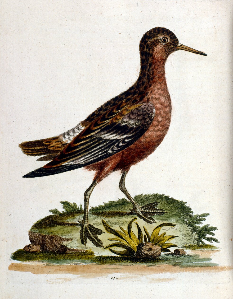 Illustrazione ad acquerello da un libro di uccelli rari di G Edwards 1750. George Edwards (1694-1773) fu un naturalista e ornitologo britannico. Viaggiò molto in Europa, studiando la storia naturale e gli uccelli in particolare. Ottenne un certo riconoscim da George Edwards