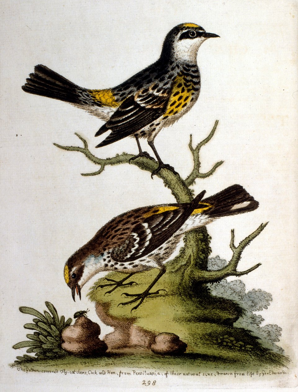 Illustrazione ad acquerello da un libro di uccelli rari di G Edwards 1750. George Edwards (1694-1773) fu un naturalista e ornitologo britannico. Viaggiò molto in Europa, studiando la storia naturale e gli uccelli in particolare. Ottenne un certo riconoscim da George Edwards