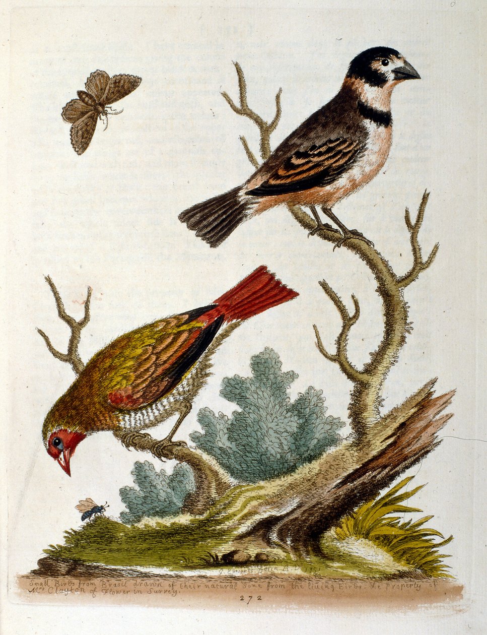 Illustrazione ad acquerello da un libro di uccelli rari di G Edwards 1750. George Edwards (1694-1773) fu un naturalista e ornitologo britannico. Viaggiò molto in Europa, studiando la storia naturale e gli uccelli in particolare. Ottenne un certo riconoscim da George Edwards