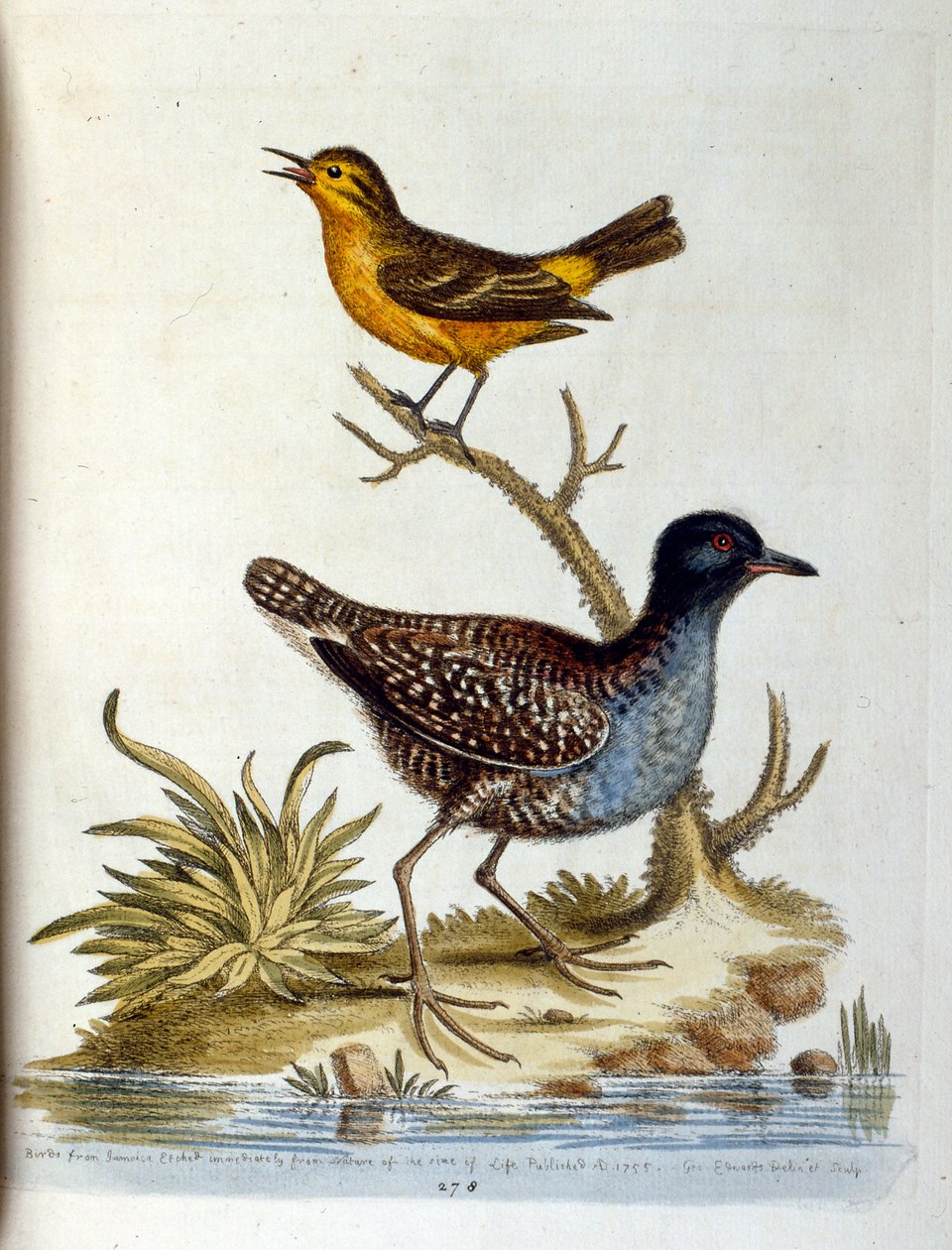 Illustrazione ad acquerello da un libro di uccelli rari di G Edwards 1750. George Edwards (1694-1773) fu un naturalista e ornitologo britannico. Viaggiò molto in Europa, studiando la storia naturale e gli uccelli in particolare. Ottenne un certo riconoscim da George Edwards