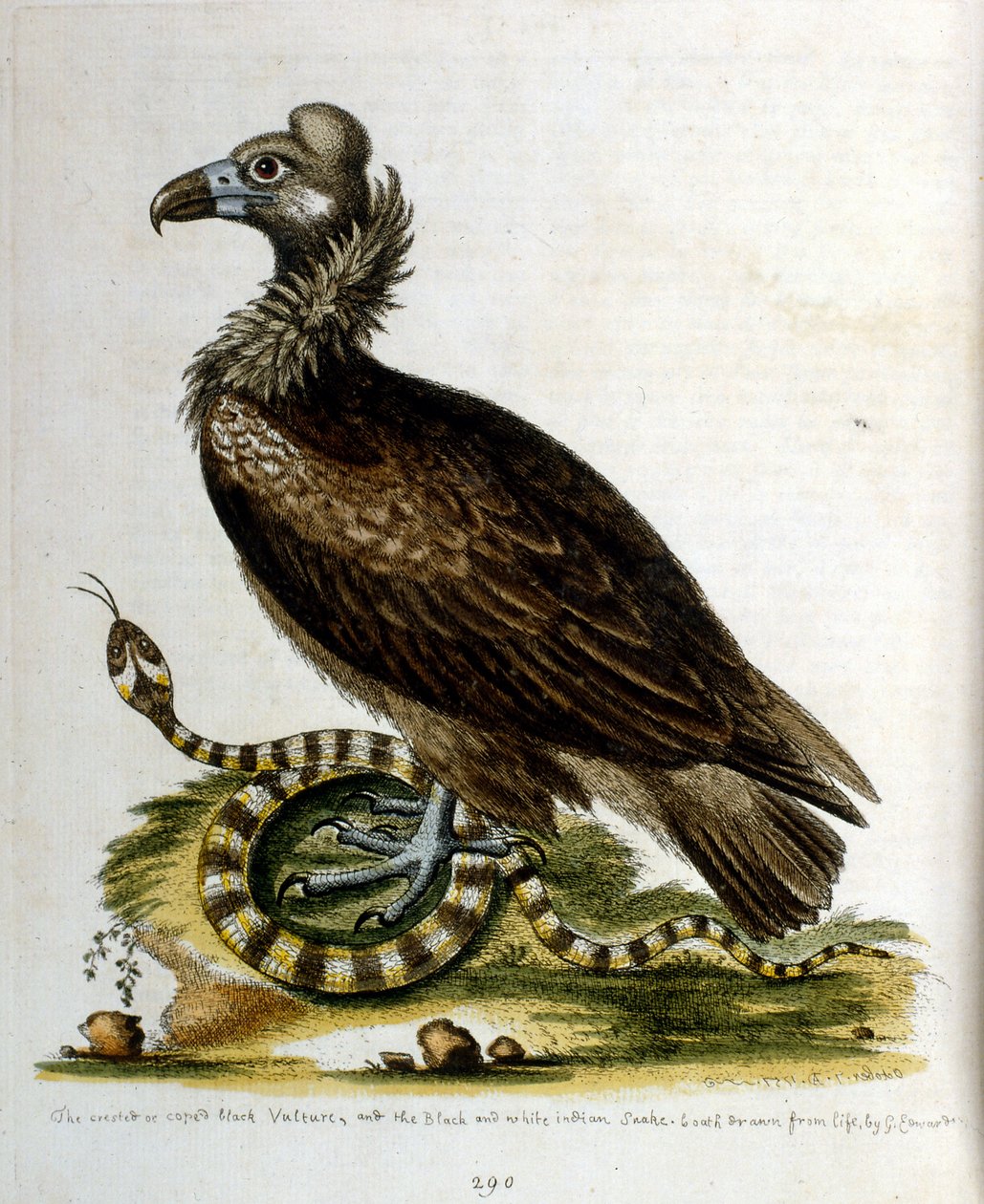 Illustrazione ad acquerello da un libro di uccelli rari di G Edwards 1750. George Edwards (1694-1773) fu un naturalista e ornitologo britannico. Viaggiò molto in Europa, studiando la storia naturale e gli uccelli in particolare. Ottenne un certo riconoscim da George Edwards