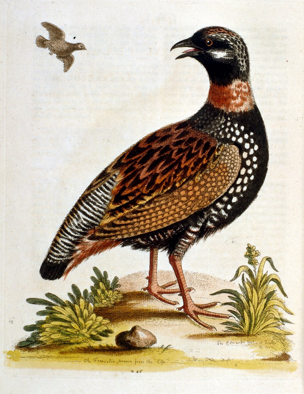 Illustrazione ad acquerello da un libro di uccelli rari di G Edwards 1750. George Edwards (1694-1773) fu un naturalista e ornitologo britannico. Viaggiò molto in Europa, studiando la storia naturale e gli uccelli in particolare. Ottenne un certo riconoscim da George Edwards