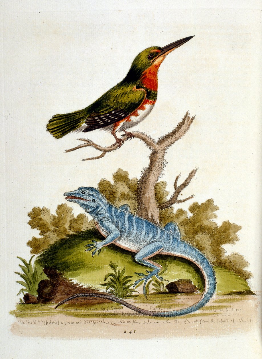 Illustrazione ad acquerello da un libro di uccelli rari di G Edwards 1750. George Edwards (1694-1773) fu un naturalista e ornitologo britannico. Viaggiò molto in Europa, studiando la storia naturale e gli uccelli in particolare. Ottenne un certo riconoscim da George Edwards