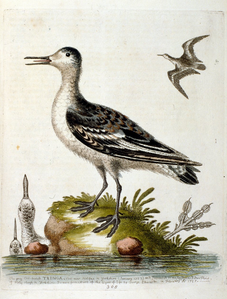 Illustrazione ad acquerello da un libro di uccelli rari di G Edwards 1750. George Edwards (1694-1773) fu un naturalista e ornitologo britannico. Viaggiò molto in Europa, studiando la storia naturale e gli uccelli in particolare. Ottenne un certo riconoscim da George Edwards