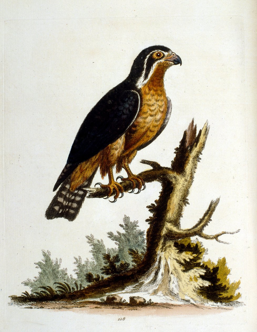 Illustrazione ad acquerello da un libro di uccelli rari di G Edwards 1750. George Edwards (1694-1773) fu un naturalista e ornitologo britannico. Viaggiò molto in Europa, studiando la storia naturale e gli uccelli in particolare. Ottenne un certo riconoscim da George Edwards