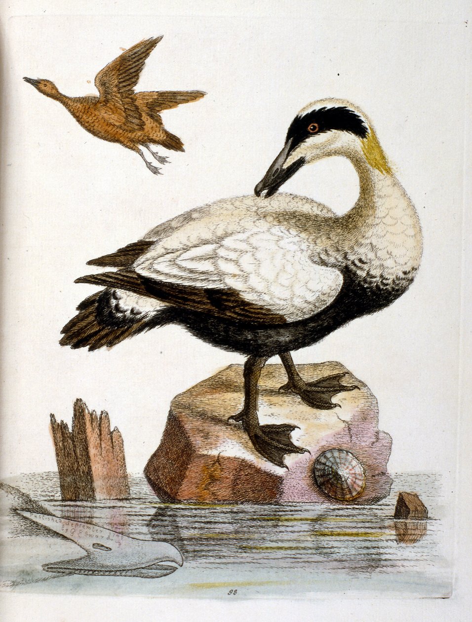 Illustrazione ad acquerello da un libro di uccelli rari di G Edwards 1750. George Edwards (1694-1773) fu un naturalista e ornitologo britannico. Viaggiò molto in Europa, studiando la storia naturale e gli uccelli in particolare. Ottenne un certo riconoscim da George Edwards
