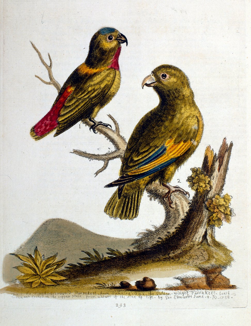 Illustrazione ad acquerello da un libro di uccelli rari di G Edwards 1750. George Edwards (1694-1773) fu un naturalista e ornitologo britannico. Viaggiò molto in Europa, studiando la storia naturale e gli uccelli in particolare. Ottenne un certo riconoscim da George Edwards