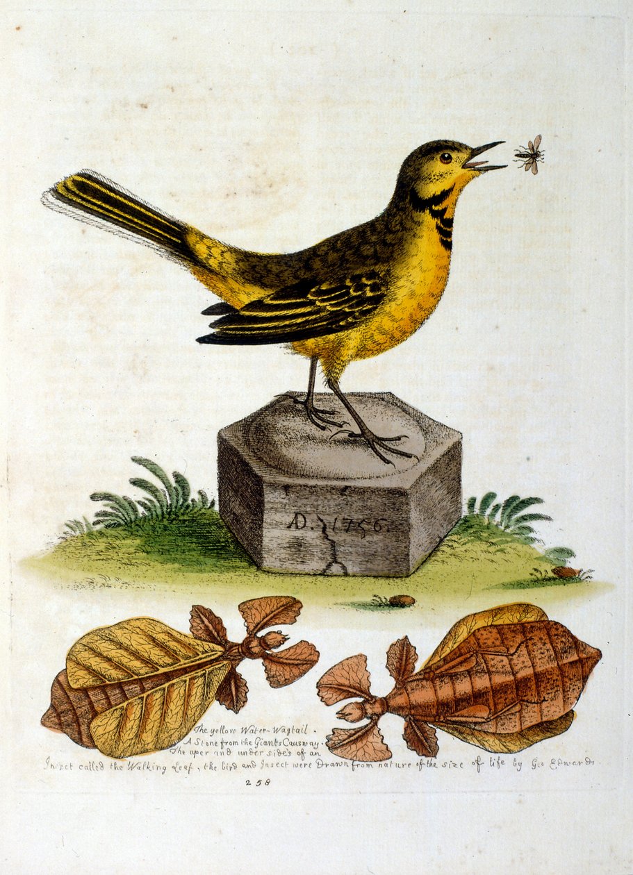 Illustrazione ad acquerello da un libro di uccelli rari di G Edwards 1750. George Edwards (1694-1773) fu un naturalista e ornitologo britannico. Viaggiò molto in Europa, studiando la storia naturale e gli uccelli in particolare. Ottenne un certo riconoscim da George Edwards