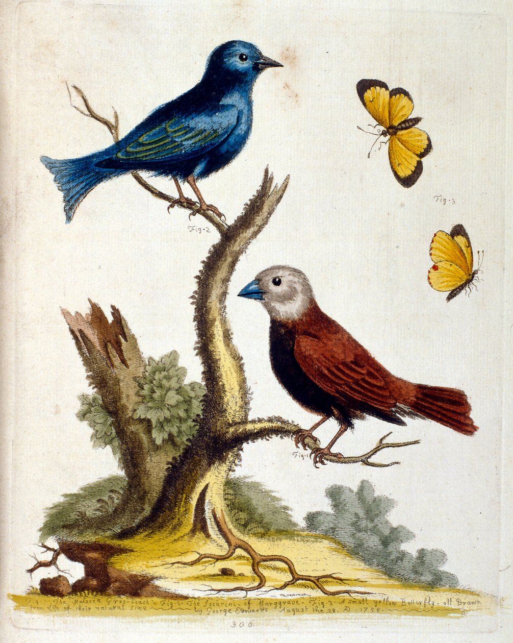 Illustrazione ad acquerello da un libro di uccelli rari di G Edwards 1750. George Edwards (1694-1773) fu un naturalista e ornitologo britannico. Viaggiò molto in Europa, studiando la storia naturale e gli uccelli in particolare. Ottenne un certo riconoscim da George Edwards