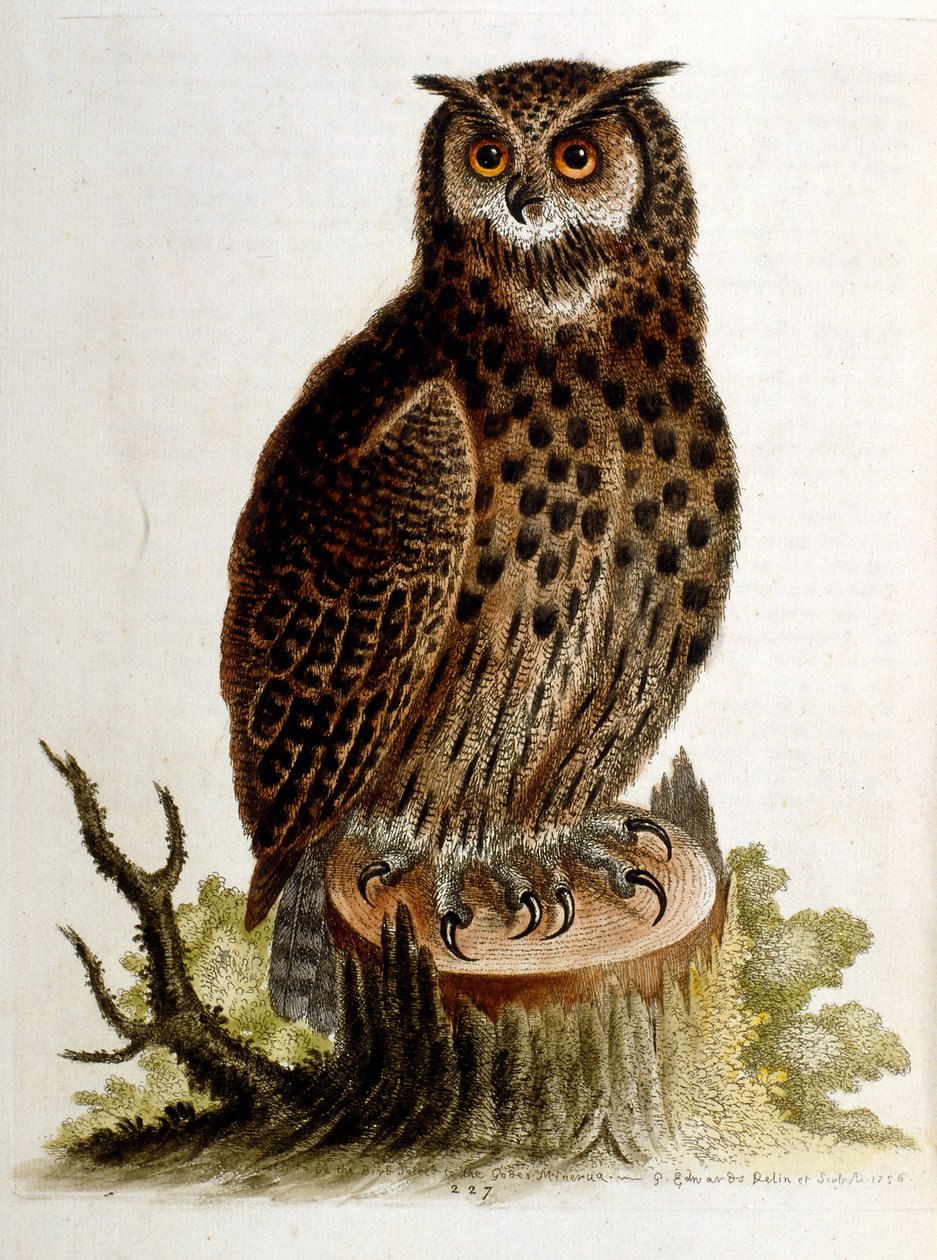 Illustrazione ad acquerello da un libro di uccelli rari di G Edwards 1750. George Edwards (1694-1773) fu un naturalista e ornitologo britannico. Viaggiò molto in Europa, studiando la storia naturale e gli uccelli in particolare. Ottenne un certo riconoscim da George Edwards