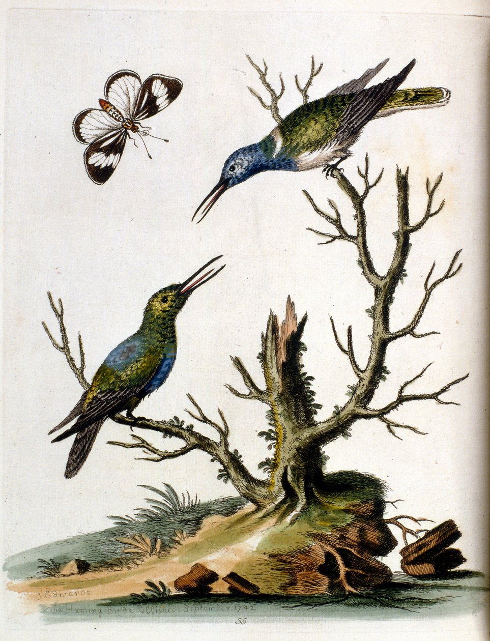 Illustrazione ad acquerello da un libro di uccelli rari di G Edwards 1750. George Edwards (1694-1773) fu un naturalista e ornitologo britannico. Viaggiò molto in Europa, studiando la storia naturale e gli uccelli in particolare. Ottenne un certo riconoscim da George Edwards
