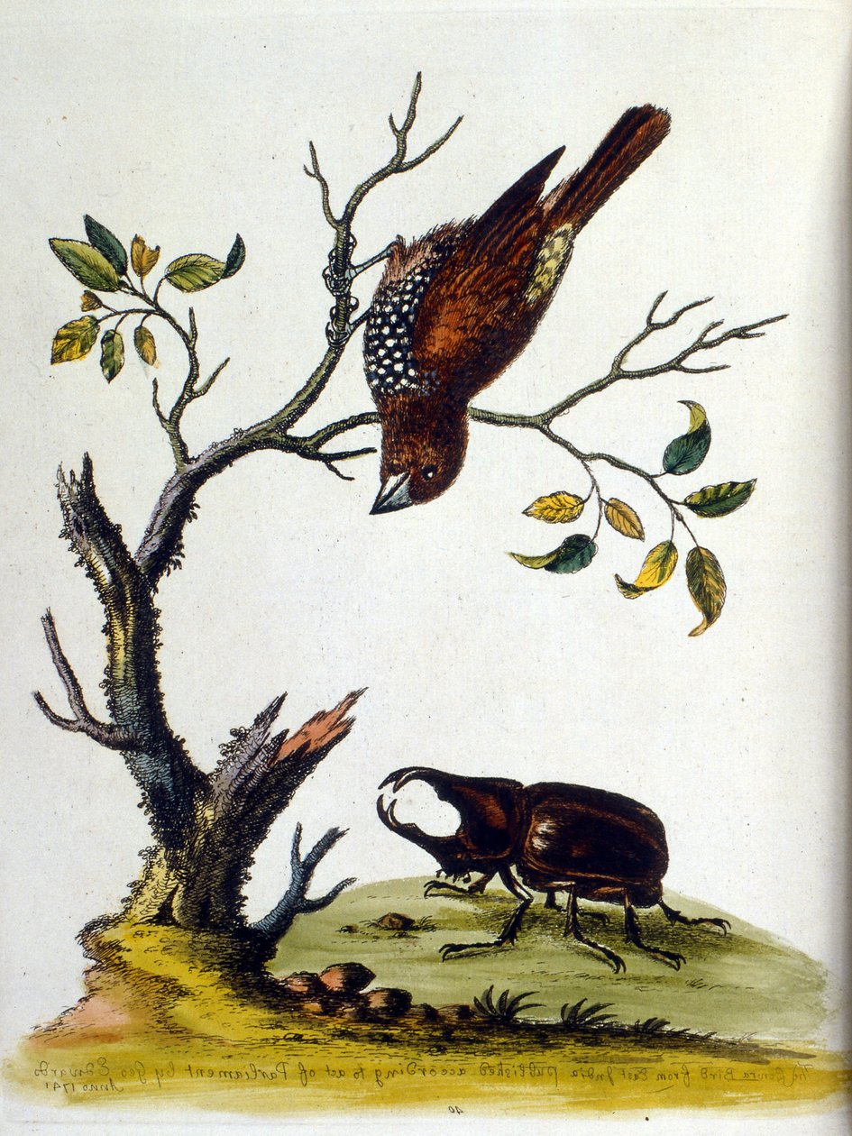 Illustrazione ad acquerello da un libro di uccelli rari di G Edwards 1750. George Edwards (1694-1773) fu un naturalista e ornitologo britannico. Viaggiò molto in Europa, studiando la storia naturale e gli uccelli in particolare. Ottenne un certo riconoscim da George Edwards
