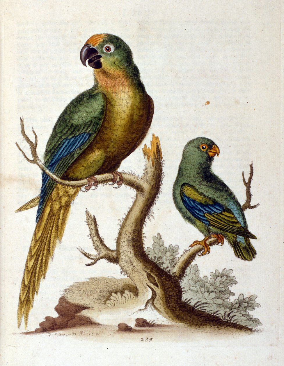 Illustrazione ad acquerello da un libro di uccelli rari di G Edwards 1750. George Edwards (1694-1773) fu un naturalista e ornitologo britannico. Viaggiò molto in Europa, studiando la storia naturale e gli uccelli in particolare. Ottenne un certo riconoscim da George Edwards
