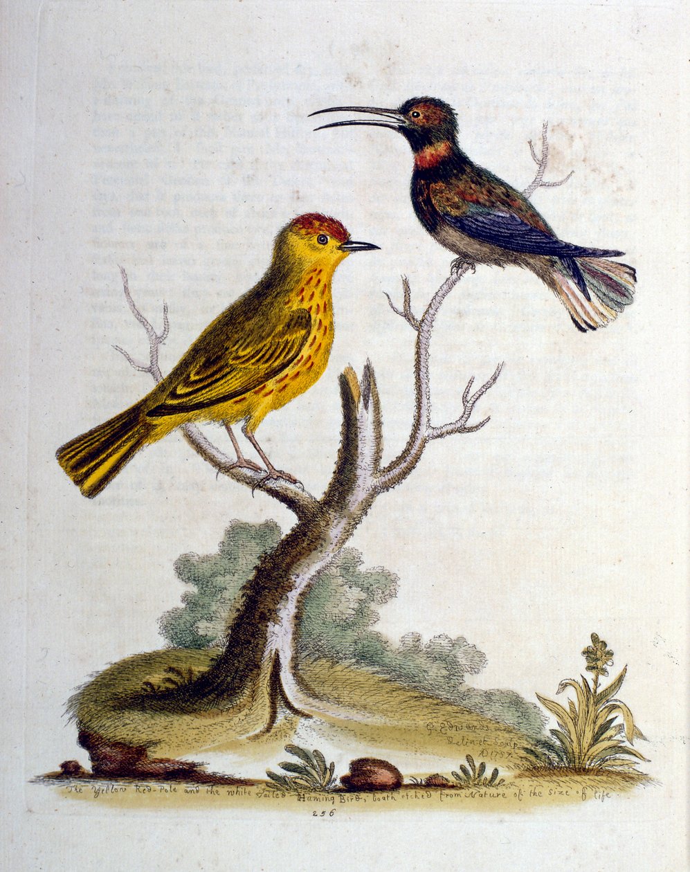 Illustrazione ad acquerello da un libro di uccelli rari di G Edwards 1750. George Edwards (1694-1773) fu un naturalista e ornitologo britannico. Viaggiò molto in Europa, studiando la storia naturale e gli uccelli in particolare. Ottenne un certo riconoscim da George Edwards