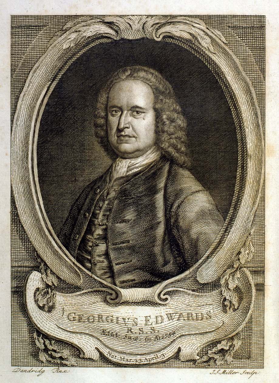Illustrazione ad acquerello da un libro di uccelli rari di G Edwards 1750. George Edwards (1694-1773) fu un naturalista e ornitologo britannico. Viaggiò molto in Europa, studiando la storia naturale e gli uccelli in particolare. Ottenne un certo riconoscim da George Edwards