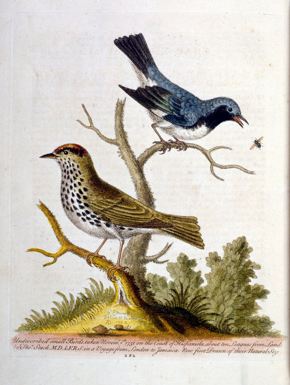Illustrazione ad acquerello da un libro di uccelli rari di G Edwards 1750. George Edwards (1694-1773) fu un naturalista e ornitologo britannico. Viaggiò molto in Europa, studiando la storia naturale e gli uccelli in particolare. Ottenne un certo riconoscim da George Edwards