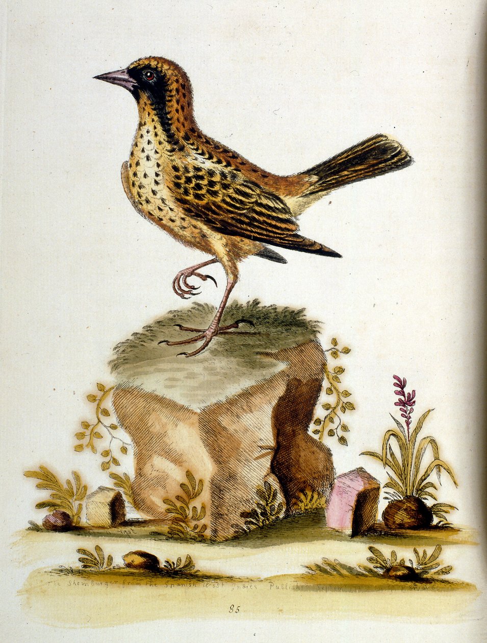 Illustrazione ad acquerello da un libro di uccelli rari di G Edwards 1750. George Edwards (1694-1773) fu un naturalista e ornitologo britannico. Viaggiò molto in Europa, studiando la storia naturale e gli uccelli in particolare. Ottenne un certo riconoscim da George Edwards