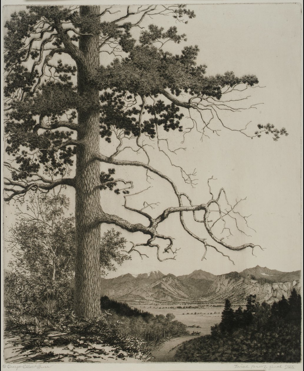 Pino Vecchio, Parco Estes da George Elbert Burr