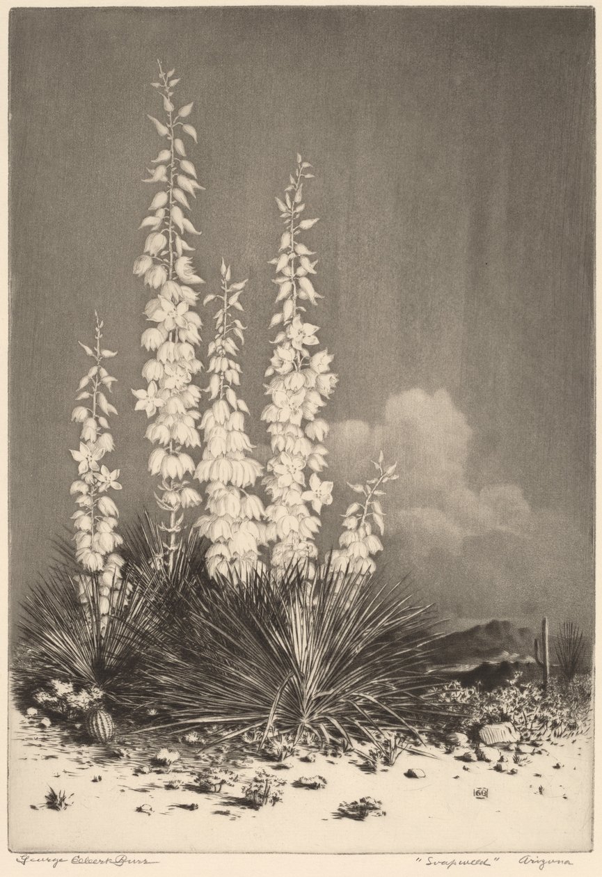 Soapweed, Arizona da George Elbert Burr