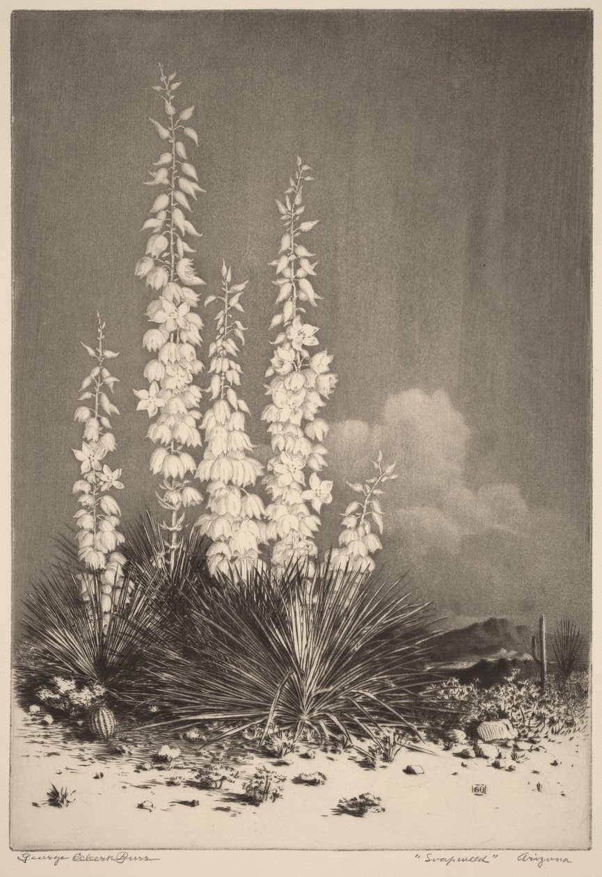 Soapweed, Arizona (n. 2) da George Elbert Burr