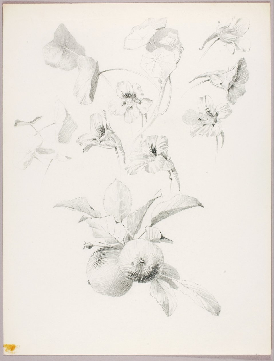 Senza titolo (studio botanico) da George Elbert Burr