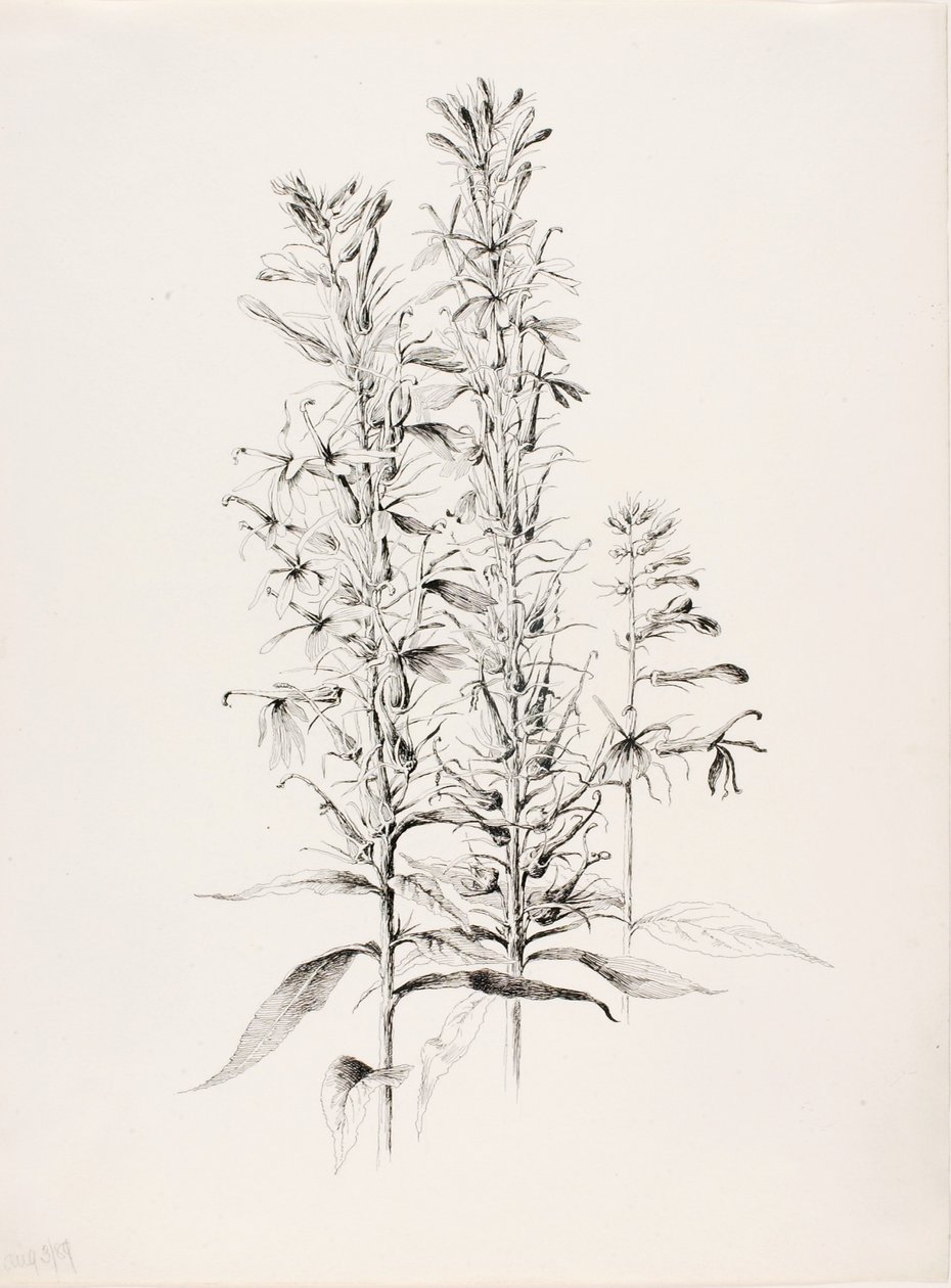 Senza titolo (Fiore di cardinale, Lobelia Cardinalis) da George Elbert Burr