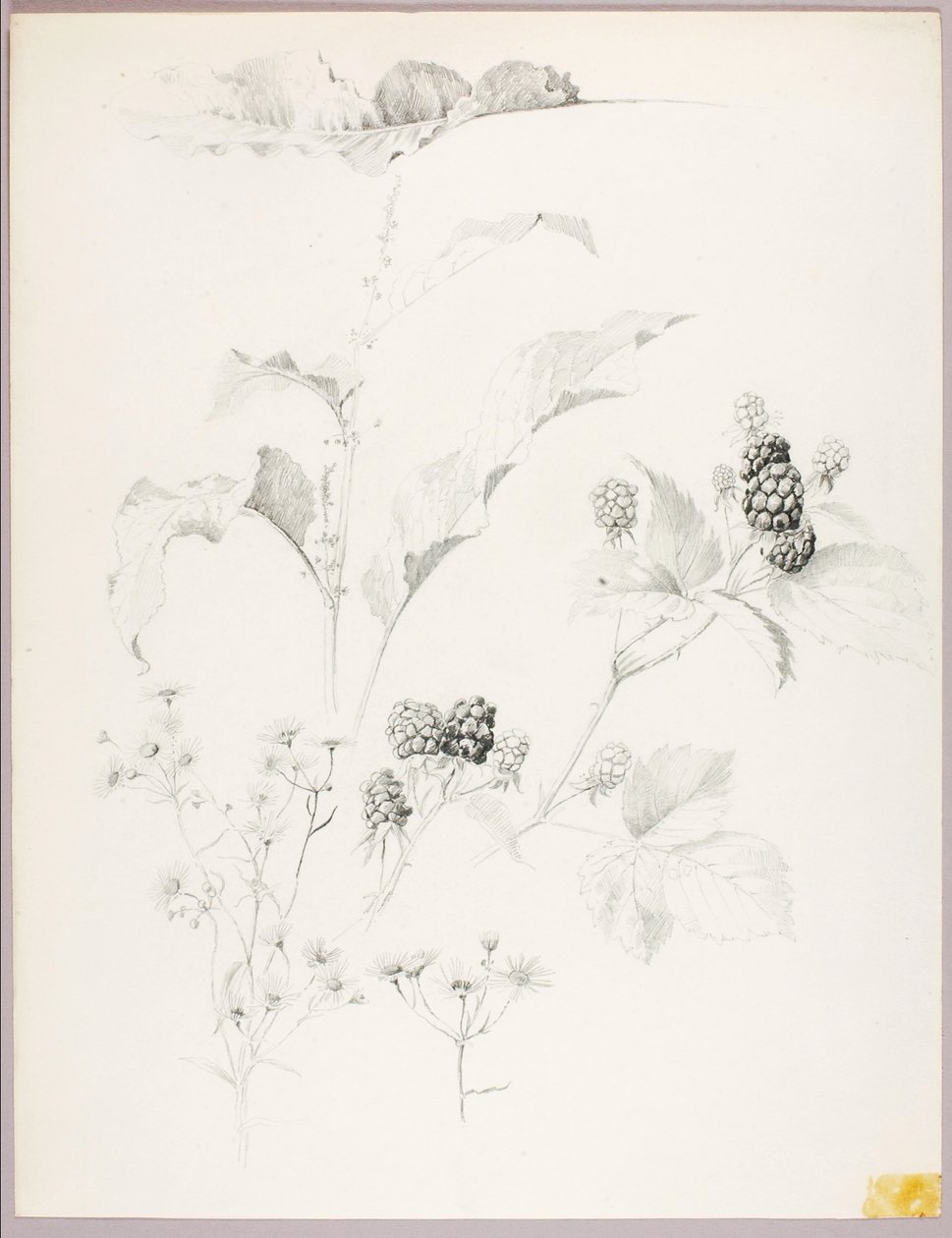 Senza titolo (Margherite e more) da George Elbert Burr