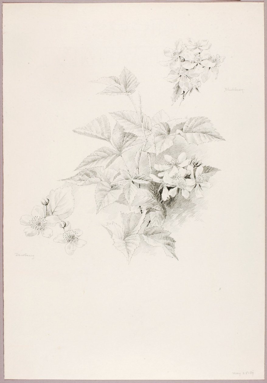 Senza titolo (Mora e Mora) da George Elbert Burr