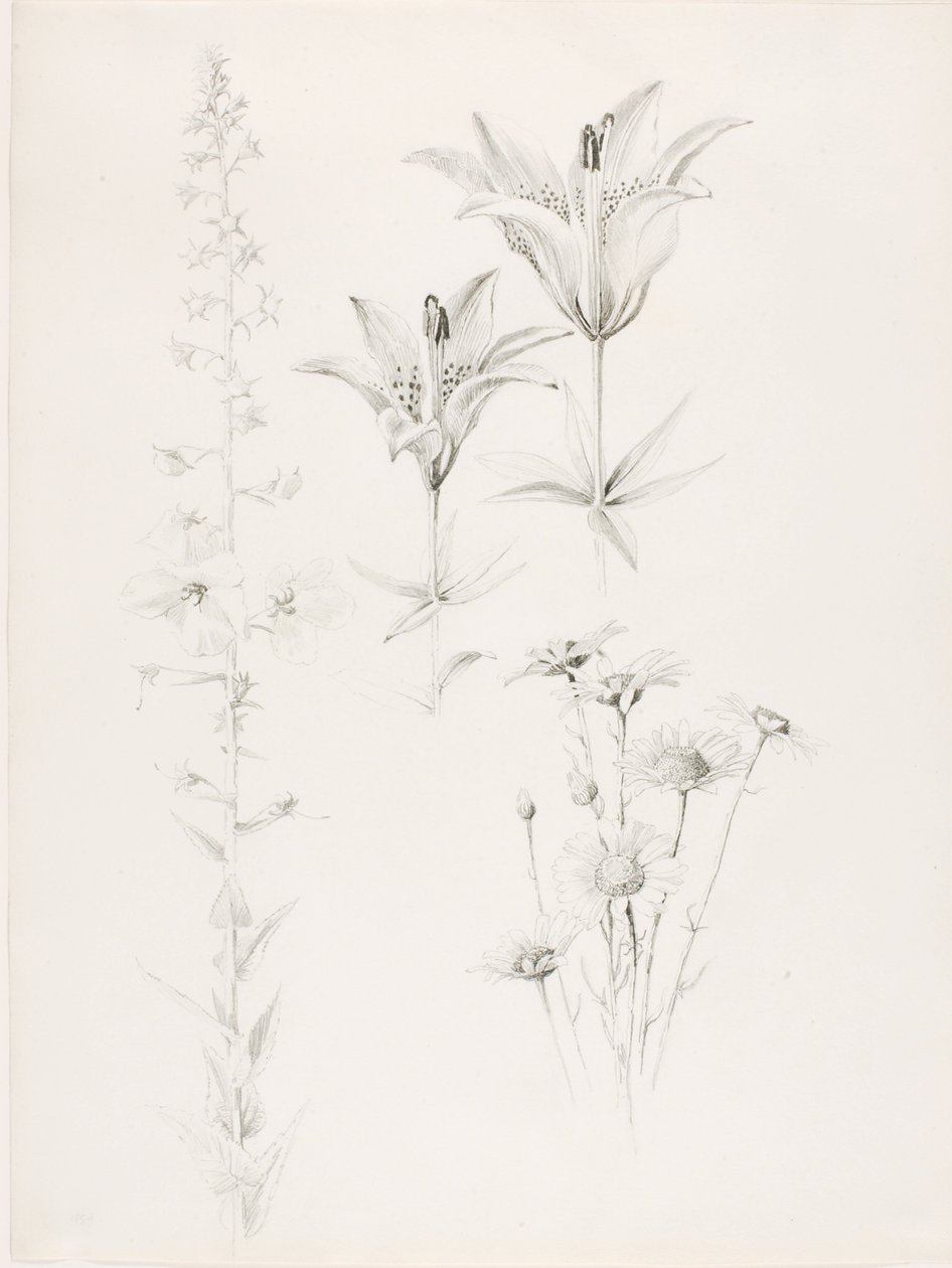 Senza titolo (Giglio, Margherita, Ibisco) da George Elbert Burr