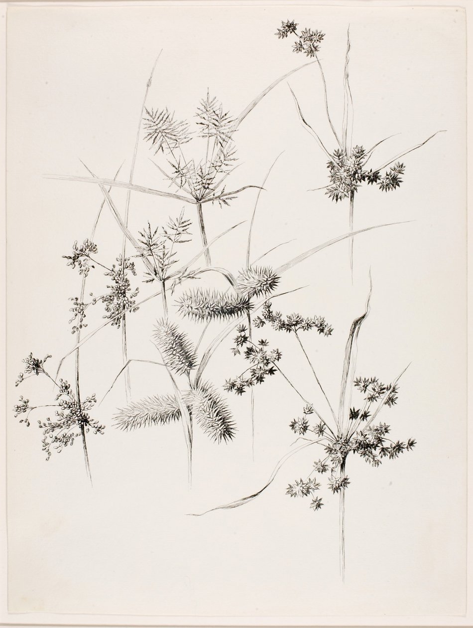Senza titolo (Erbe di carice) da George Elbert Burr