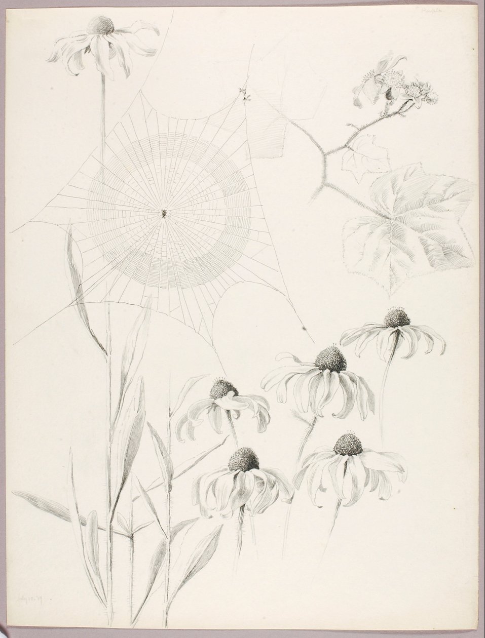 Senza titolo (Ragnatela e margherite) da George Elbert Burr