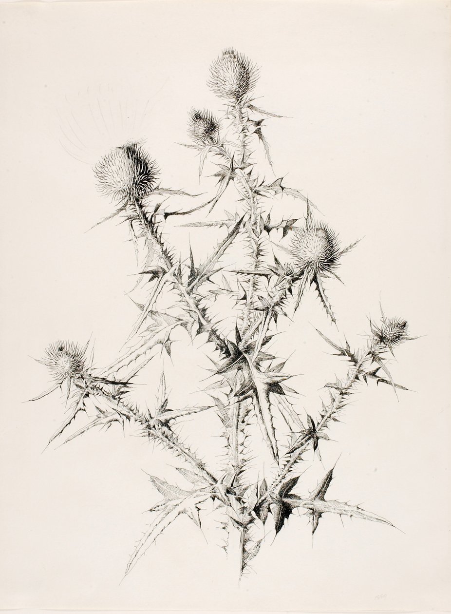 Senza titolo (Cardo) da George Elbert Burr