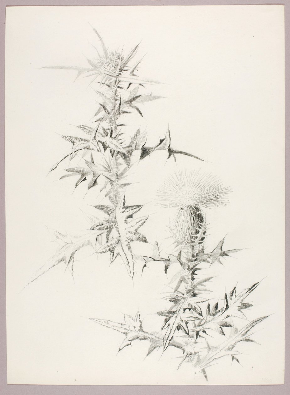 Senza titolo (Cardo) da George Elbert Burr
