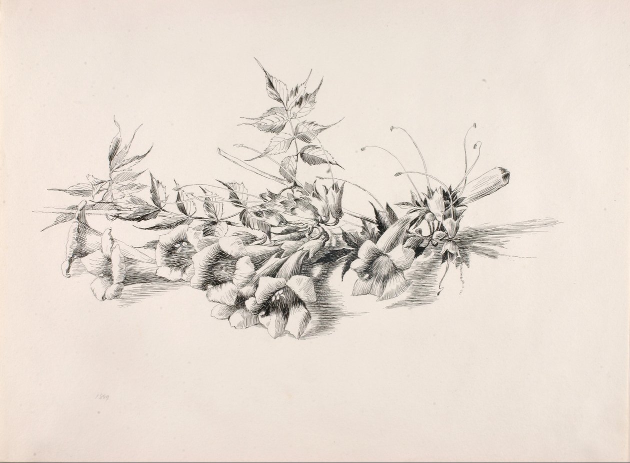 Senza titolo (Vite trombetta, Campsis Radicans) da George Elbert Burr
