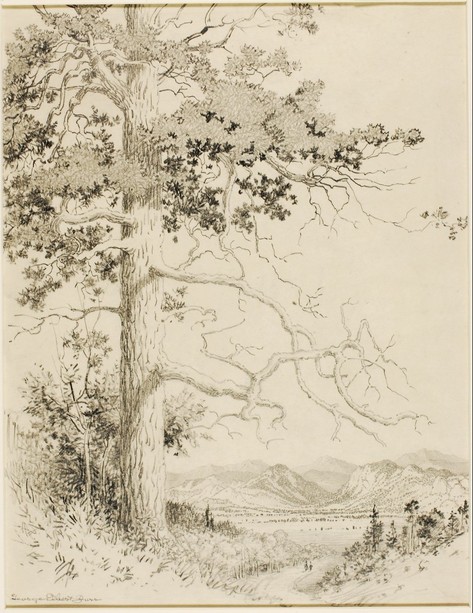 Senza titolo (disegno di trasferimento per Old Pine, Estes Park) da George Elbert Burr