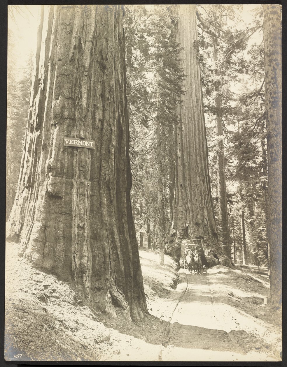 Guida attraverso il Wawona, Mariposa Grove. Diametro 24 piedi. da George Fiske
