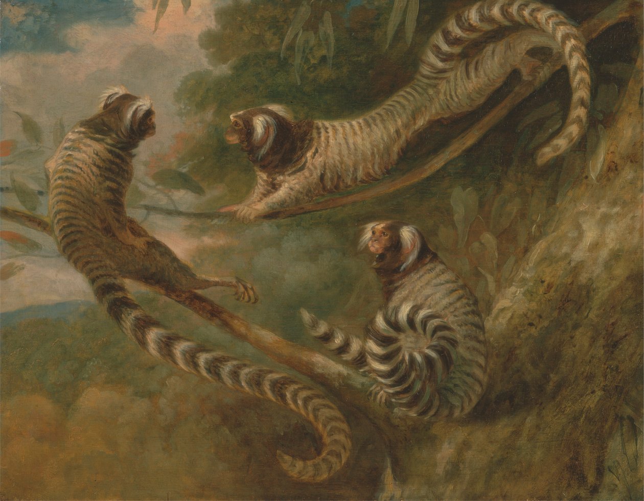 Un marmoset in tre atteggiamenti da George Garrard